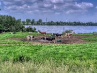 Versammlung am Rhein