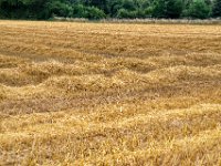 Gemähtes Kornfeld  Pentax K-1, HD Pentax D -FA  2.8/ 24-70 ED SDM WR  - 08.07.2022 -