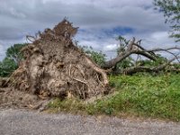 So groß und doch gefallen  Pentax K-1, HD Pentax D -FA  2.8/ 24-70 ED SDM WR  - 08.07.2022 -