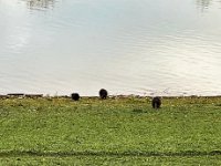 Drei Nutria