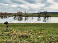 Lippemündung mit Nutria