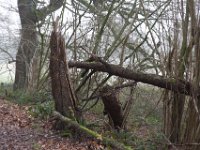 Sturmopfer  Pentax K1, HD PENTAX - HD PENTAX - D FA 2.8/24-70 ED SDM WR  - 09.02.2025 -