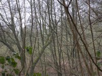 Feuchtgebiet  Pentax K1, HD PENTAX - HD PENTAX - D FA 2.8/24-70 ED SDM WR  - 09.02.2025 -