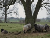 Gemeinschaft #1  Pentax K1, HD PENTAX - HD PENTAX - D FA 2.8/24-70 ED SDM WR  - 09.02.2025 -