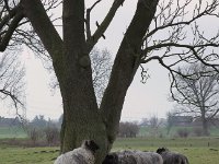 Gemeinsam unterm Baum  Pentax K1, HD PENTAX - HD PENTAX - D FA 2.8/24-70 ED SDM WR  - 09.02.2025 -