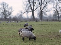 Weideland  Pentax K1, HD PENTAX - HD PENTAX - D FA 2.8/24-70 ED SDM WR  - 09.02.2025 -