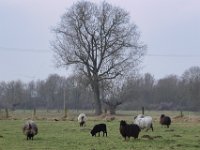 Diesiger, kalter Morgen  Pentax K1, HD PENTAX - HD PENTAX - D FA 2.8/24-70 ED SDM WR  - 09.02.2025 -
