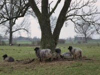 Gemeinschaft #2  Pentax K1, HD PENTAX - HD PENTAX - D FA 2.8/24-70 ED SDM WR  - 09.02.2025 -