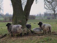 Gemeinschaft #3  Pentax K1, HD PENTAX - HD PENTAX - D FA 2.8/24-70 ED SDM WR  - 09.02.2025 -