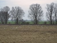 Weideland mit Schafen  Pentax K1, HD PENTAX - HD PENTAX - D FA 2.8/24-70 ED SDM WR  - 09.02.2025 -