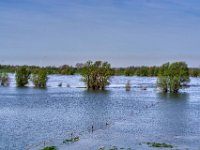 Hochwasser am Rhein  Pentax K-1, SMC Pentax-FA 1.8/77 Limited  - 11.04.2022 -