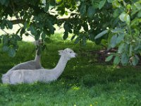 Unterm Baum im Schatten