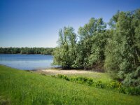 Gelbe Schwertlilien am kleinen See  Pentax K-1, SMC PENTAX-FA 1.8/31 Limited  - 12.05.2025 -