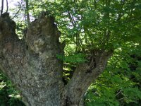 Kopfweide  Pentax K-1, SMC PENTAX-FA 1.8/31 Limited  - 12.05.2025 -