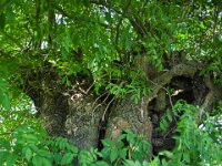 Unterschlupf  Pentax K-1, SMC PENTAX-FA 1.8/31 Limited  - 12.05.2025 -