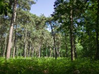 Im Wald, Testerberge  Pentax K-1, SMC PENTAX-FA 1.8/31 Limited  - 12.05.2025 -