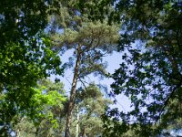 Farn unter Kiefern  Pentax K-1, SMC PENTAX-FA 1.8/31 Limited  - 12.05.2025 -