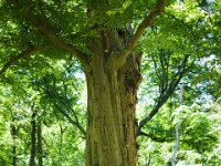 Meine alte Buche, kenne sie seit den 1960er Jahren  Pentax K-1, SMC PENTAX-FA 1.8/31 Limited  - 12.05.2025 -
