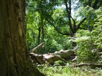 Alter Stamm und gebrochene Krone  Pentax K-1, SMC PENTAX-FA 1.8/31 Limited  - 12.05.2025 -