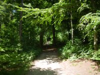 Waldweg, weiter geht es  Pentax K-1, SMC PENTAX-FA 1.8/31 Limited  - 12.05.2025 -