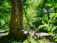 Pilze fressen den Stamm  Pentax K-1, SMC PENTAX-FA 1.8/31 Limited  - 12.05.2025 -