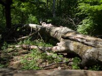 So stark und doch gestürzt  Pentax K-1, SMC PENTAX-FA 1.8/31 Limited  - 12.05.2025 -