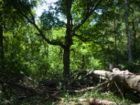 Stille Ruhe  Pentax K-1, SMC PENTAX-FA 1.8/31 Limited  - 12.05.2025 -
