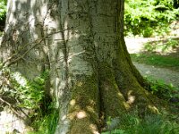 Noch starke Wurzeln  Pentax K-1, SMC PENTAX-FA 1.8/31 Limited  - 12.05.2025 -