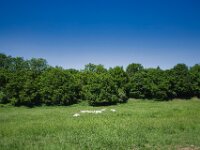 Rinder im Wald  Pentax K-1, SMC PENTAX-FA 1.8/31 Limited  - 12.05.2025 -