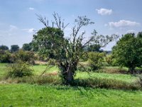 Der Baum verdurstet