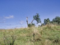 Der vom Sturm geschundene Baum hinterm Deich