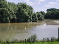 Schwan im Hochwasser