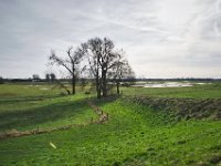 Bäume im Rheinvorland : Bäume, Weide, Rheinvorland