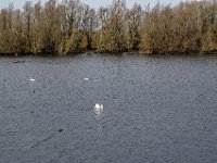 Schwäne auf dem kleinen See : Kleiner See, Schwäne, Rheinvorland