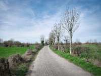 Weg zwischen Weideland : Landschaft, Rheinvorland, Weg, Kopfweiden, Bäume