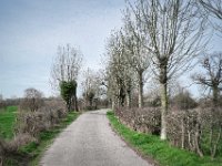 Kopfweiden am Weg : Landschaft, Rheinvorland, Weg, Kopfweiden, Bäume