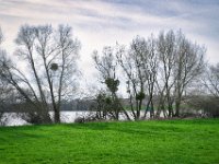 Misteln an den Bäumen : Rheinufer, Mistel, Rhein, Bäume