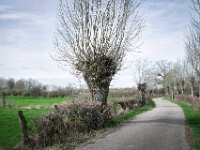 Kopfweide : Landschaft, Rheinvorland, Weg, Kopfweiden, Bäume