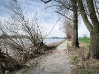 Weg am Rheinufer : Rheinufer, Fluss, Hochwasser, Weg, Rhein, Bäume