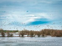 Wildgänse überm Hochwasser