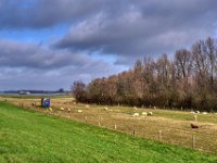 Schafe auf den Rheinwiesen