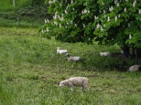Schafe  am Kastanienbaum