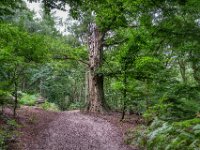 Alte Buche in Testerberge