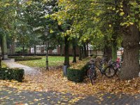 Herbstlaub  Pentax K-1,  HD PENTAX - D FA 2.8/24-70 ED SDM WR  - 29.10.2024 -