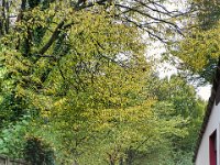 Laubweg  Pentax K-1,  HD PENTAX - D FA 2.8/24-70 ED SDM WR  - 29.10.2024 -
