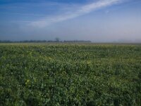 Blühendes Feld  Pentax K-1, SMC PENTAX-FA 1.8/31 AL Limited  - 29.09.2025 -