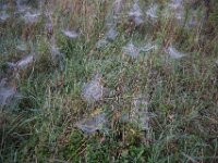Spinnenetze  Pentax K-1, SMC PENTAX-FA 1.8/31 AL Limited  - 29.09.2025 -