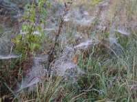 Nebeltau im Netz  Pentax K-1, SMC PENTAX-FA 1.8/31 AL Limited  - 29.09.2025 -
