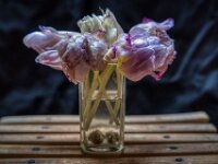 Tulpen  Pentax K-1, HD PENTAX - D FA 2.8/24-70 ED SDM WR  - 23.04.2025 -