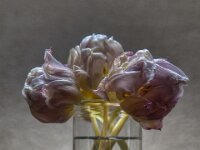Tulpen  Pentax K-1, HD PENTAX - D FA 2.8/24-70 ED SDM WR  - 24.04.2025 -